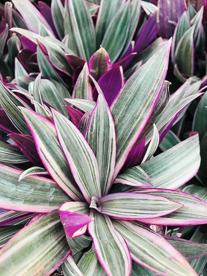 Tri Color Dwarf Oyster Plant | 3 Live Plants | Tradescantia Spathacea 'Tricolor' | Indoor Outdoor Decorative Accent | Vibrant Foliage