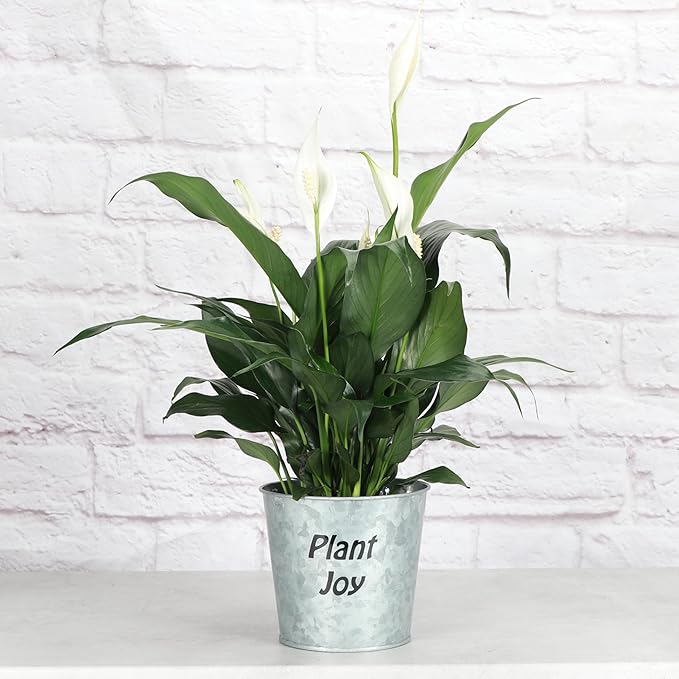 Thorsen's Greenhouse Live Peace Lily Plant, Spathyphylum, Low Light, Natural Air Purifier Live Indoor Plant, 4-6" Diameter Pot (Plant Joy, 4-inch Pot)