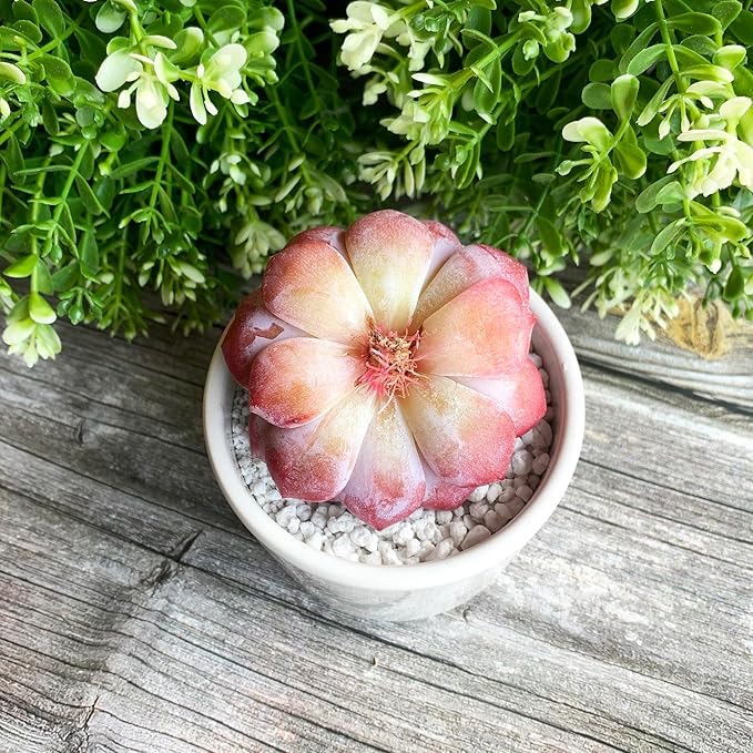 Generic Echeveria Pink Peony Rare Live Succulent Plants, 1 Head 3"" Red, Bare Root Without Pot & Soil, 1/3/7 Pcs, Garden Indoor Office Desk Baby Shower Decoration, Friend Plant Lovers Gifts