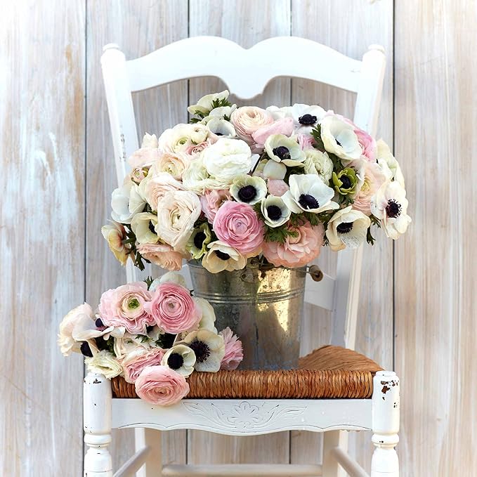 Eden Brothers Anemone & Ranunculus Bulbs- Paris in Spring Collection