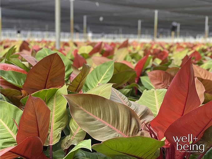 Nature's Way Farms Philodendron Prince of Orange Live Plant (25-30 in. Tall) in Grower Pot