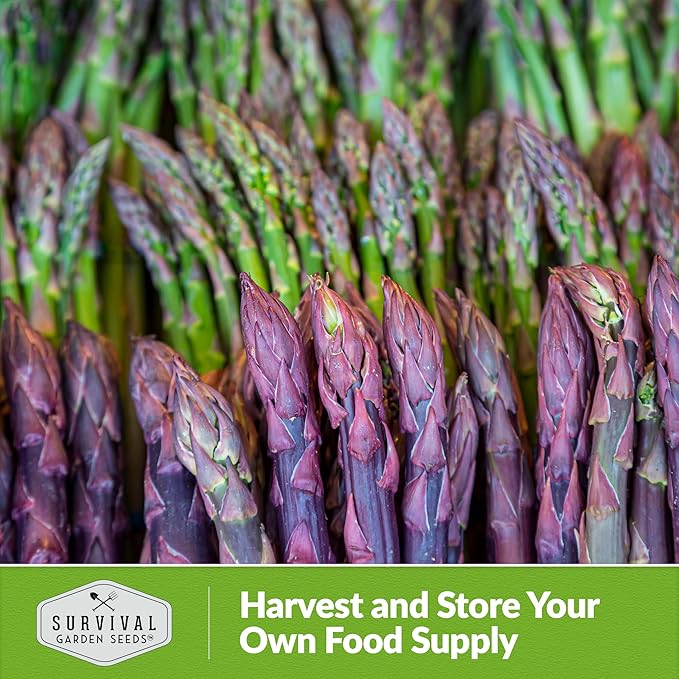 5 Packs Argenteuil Purple Asparagus Seeds for Planting with Instructions to Grow Gourmet French Asparagus in Your Home Vegetable Garden - Non-GMO Heirloom - Survival Garden Seeds