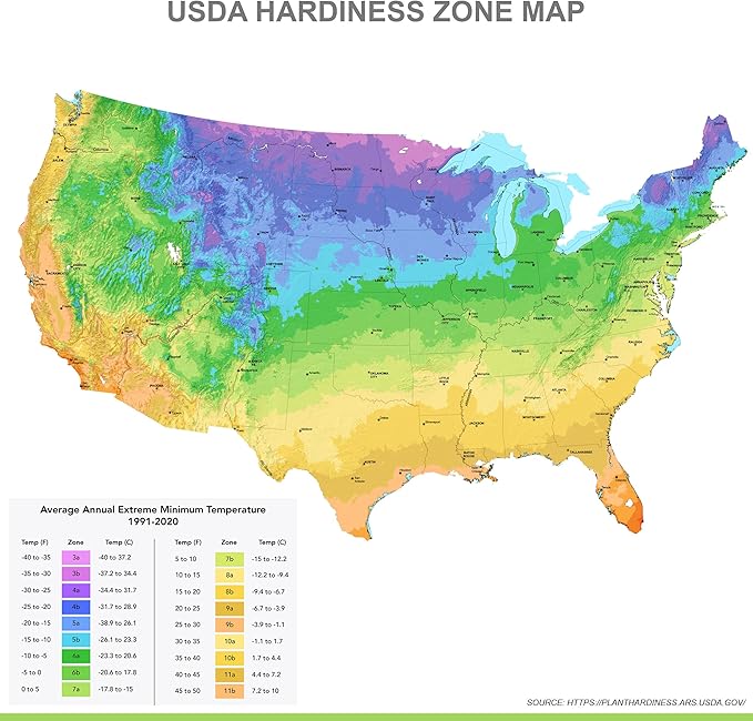 Garden State Bulb Globemaster Giant Allium Flower Bulbs, 20/22cm, Fall Planting (Bag of 10)