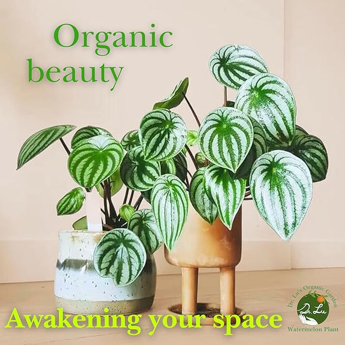 Dr. Lu’s Organic Watermelon Peperomia | Rare Peperomia Live Plant | Rooted Cute Watermelon Plant for Air Purifying | Easy Grow Peperomia Argyreia in 4'' Nursery Pot