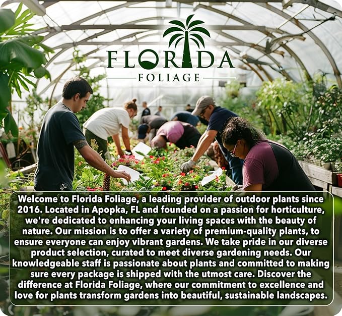 Ficus Pumila Quercifolia | 30 Live Plants | Oak Leaf Creeping Fig, Easy-Care Indoor/Outdoor Trailing Vine Plant, Perfect for Walls and Ground Cover