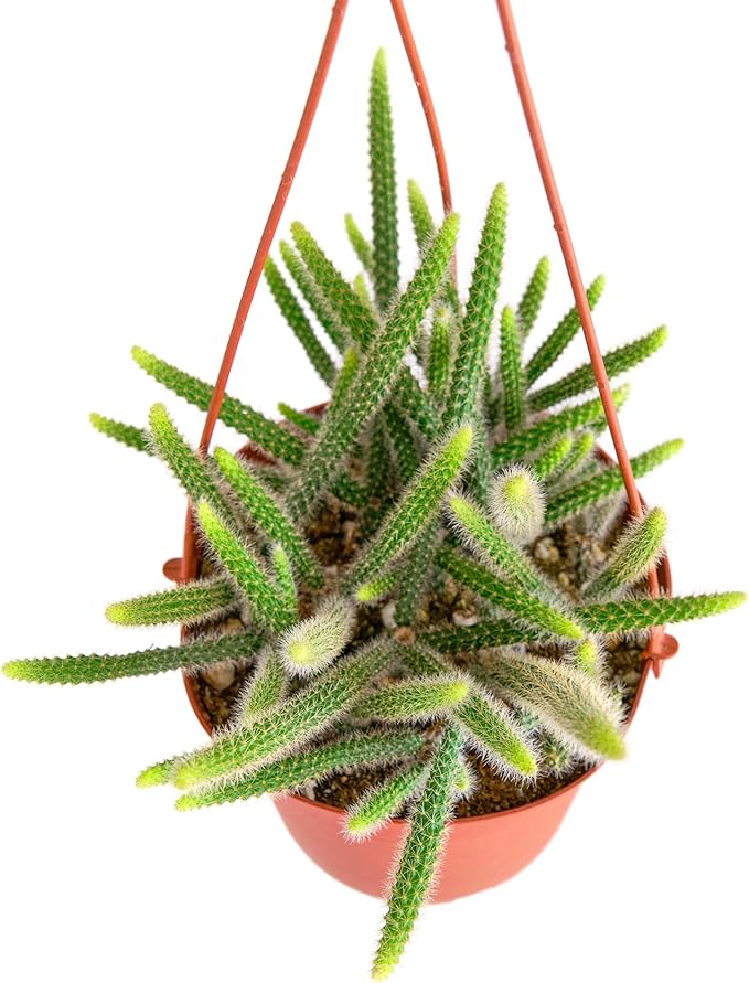 Shop Succulents Rat Tail Rare Cactus, Aporocactus flagelliformis, Fully Rooted Live 6" Cactus Plant with Hanger, Low Maintenance Indoor Plant, Hardy Cactus, Gift & Garden