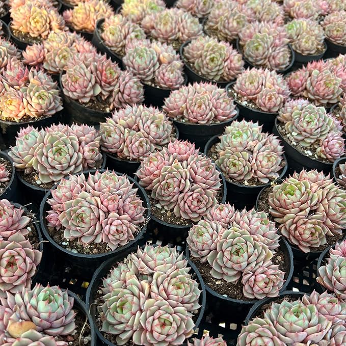 Echeveria Ben Badis Rare Live Succulent Plants, Orange 3-4 Heads 3.5" Live Plant, Package Without Pot & Soil, Garden Indoor Office Desk, Wedding Party Baby Shower Decoration, Friend Plant Lovers Gifts