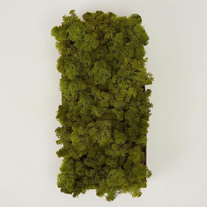 Preserved Reindeer Moss Natural Green DIY Kit Gardenning Art Wall Decor Florist Decor Easter Table Decor Wedding