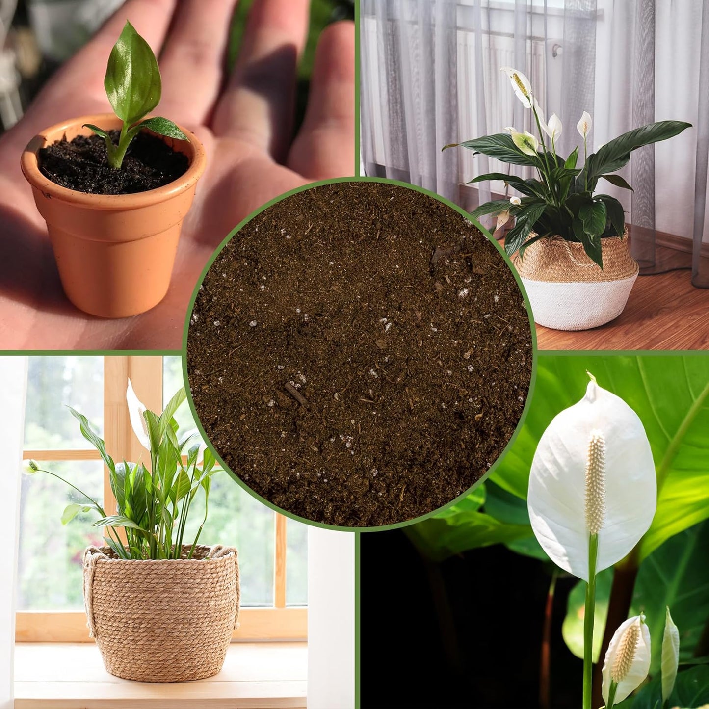 Peace Lily Potting Soil Mix (12 Quarts), for Planting, Growing, or Repotting Peace Lily Plants
