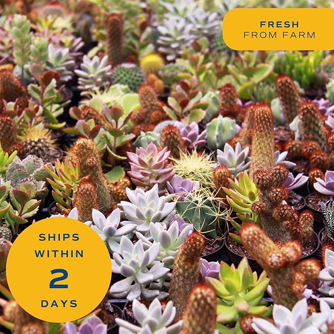 Costa Farms Live Succulent, Easy to Grow Haworthia Plant in Planter Pot, Succulent Houseplant in Potting Soil, Indoors Garden Gift, Cacti Room Décor and Home Décor, 4-Inches Tall