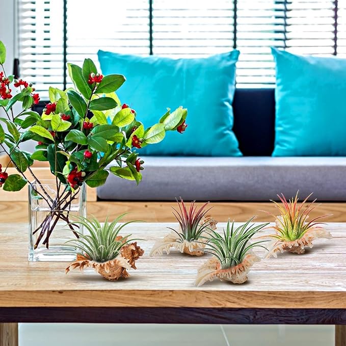 4 Pack Conch Sea Shell Air Plant Holders- 4-5 inches Natural Airplant Pot, Decorative Tillandsia Succulent Display Container for Gardening Housewarming Gifts Home Table Decors, No Plants