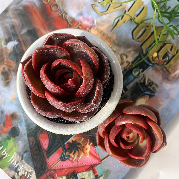 Echeveria Red Lantern Rare Live Succulent Plants, 1 Head 3.6" Red, Bare Root Without Pot & Soil, Garden Indoor Office Desk Baby Shower Decoration, Friend Plant Lovers Gifts