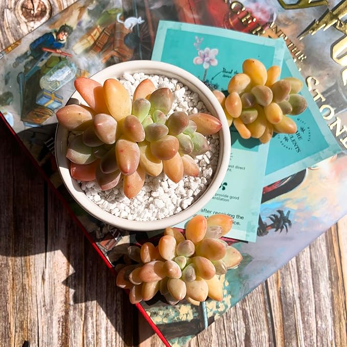 xPachyveria Elaine Rare Live Succulent Plants, 2-3 Heads 2.7" Orange, Bare Root Without Pot & Soil, Garden Indoor Office Desk Baby Shower Decoration, Friend Plant Lovers Gifts