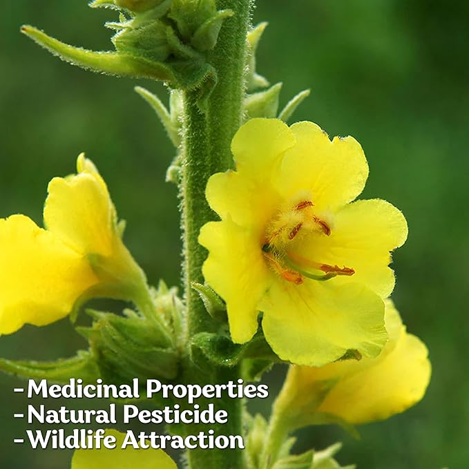 KVITER 3,000 Mullein Seeds for Planting (Verbascum Thapsus), 2 Pack – Mullein Herb, Heirloom Seed Non GMO Organic – Ideal for Herb Garden – US Grown Herbs Flower Seeds