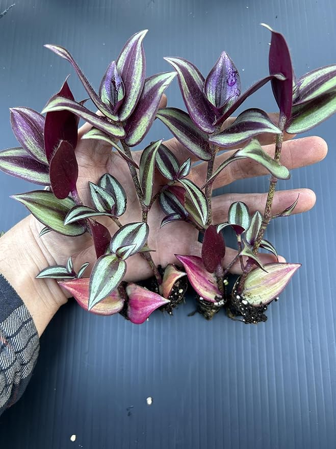 Live Wandering Jew Plant - Tradescantia Zebrina Starter Plants - Pack of 10, Healthy and Pest-Free, Vibrant Purple Foliage, Perfect for Home & Garden, Easy-Care Indoor/Outdoor Houseplant