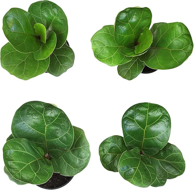 Fiddle Leaf Fig Tree (4 Pack), Ficus Lyrata Plant Pack, Ficus Tree Live Plant Delivery, Popular Plant Decor, Indoor Plants Live Houseplants, Real Plants, Live Plants Indoor Plant by Plants for Pets