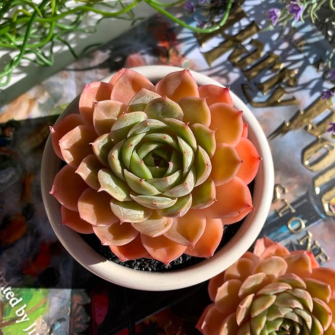 Echeveria Onslow Rare Live Succulent Plants, 1 Head 3" Bare Root Without Pot & Soil, Garden Indoor Office Desk Baby Shower Decoration, Friend Plant Lovers Gifts