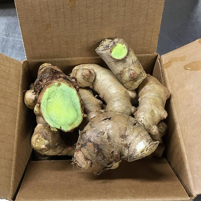 Green Turmeric Live Plant - (Curcuma aeruginosa) - Rare Medicinal Herb, Vibrant Pink Flowers, Ideal for Tropical Gardens (2 Green Turmeric Cups)