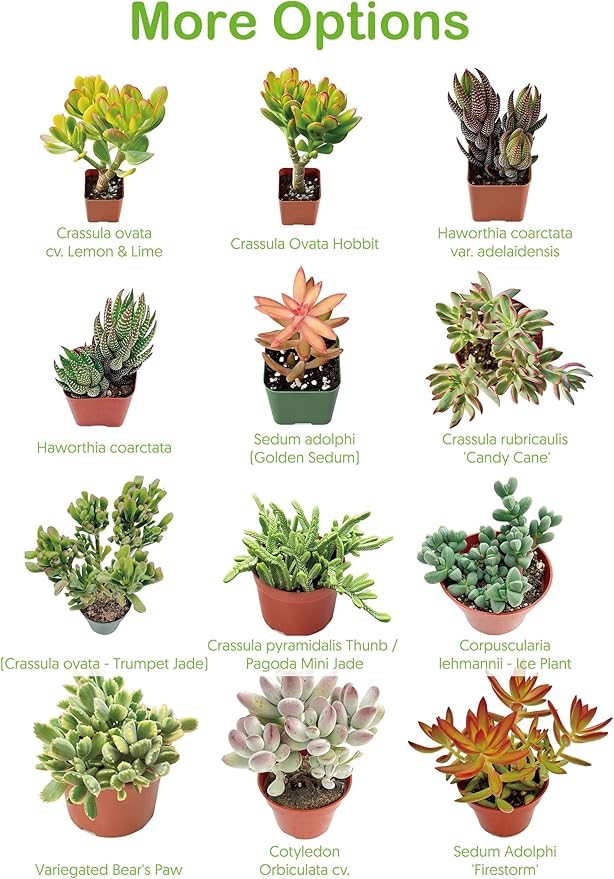 Live Succulents 'String of Bananas' (4-inch), Succulent Plants Fully Rooted in Pots with Soil, Easy-Care House Plant for DIY, Home Office Decor, Wedding Party Favor