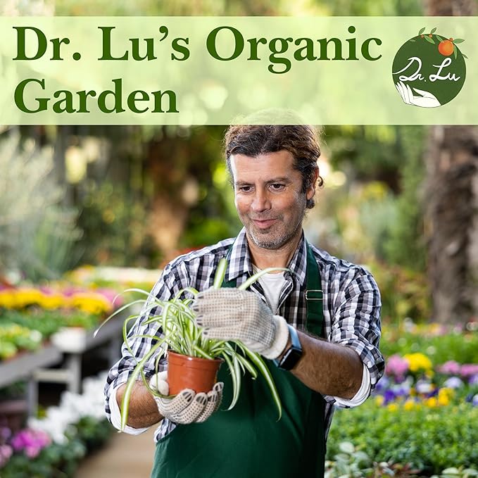 Dr. Lu’s Organic Bonnie Curly Spider Plant | Air Purifying House Plants | Rooted Spider Plant | Easy Grow Indoor Plants | Live Plants in 4'' Nursery Pot