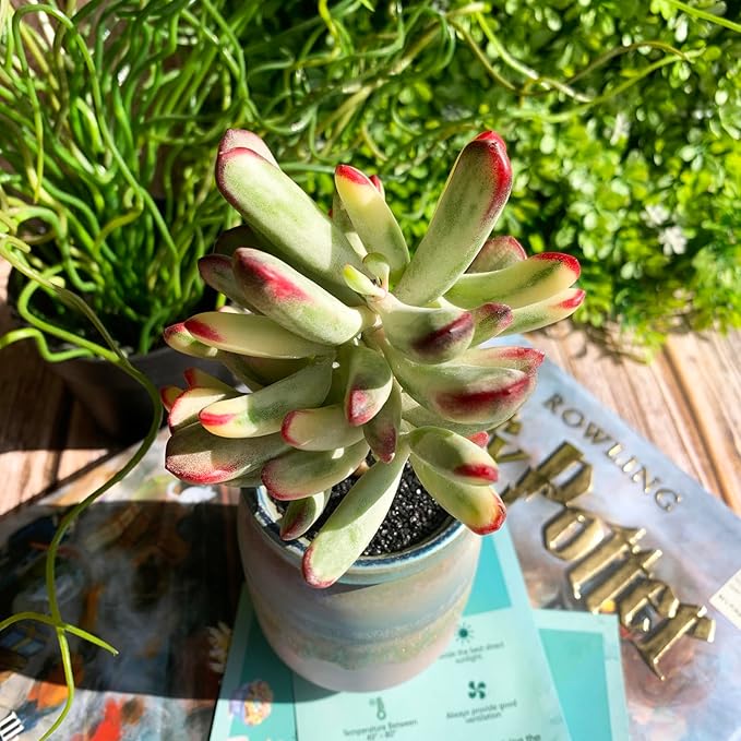 Cotyledon Orbiculata cv. Long Leaf Variegated Rare Live Succulent Plants, 3", Bare Root Without Pot & Soil, Garden Indoor Office Desk Baby Shower Decoration, Friend Plant Lovers Gifts