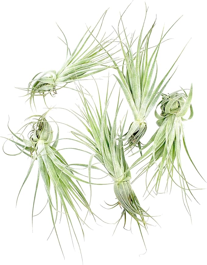 Live Air Plant - Tillandsia Gardneri 5-7” - 5ct - ragnaroc Rare Collectors Indoor Tropical Plant - Live Arrival Guaranteed - House Plants for Home Decor & Gift