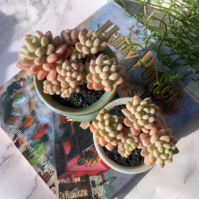 Sedum Caviar Rare Live Succulent Plants, Cluster 3.5" Bare Root Without Pot & Soil, Garden Indoor Office Desk Baby Shower Decoration, Friend Plant Lovers Gifts