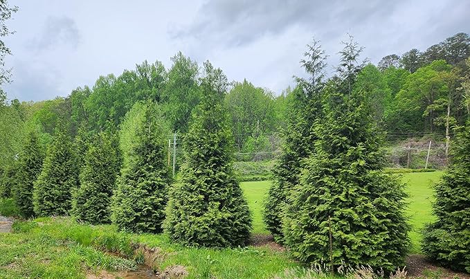 Thuja Green Giant Arborvitae Tree, 3 Inch Pot