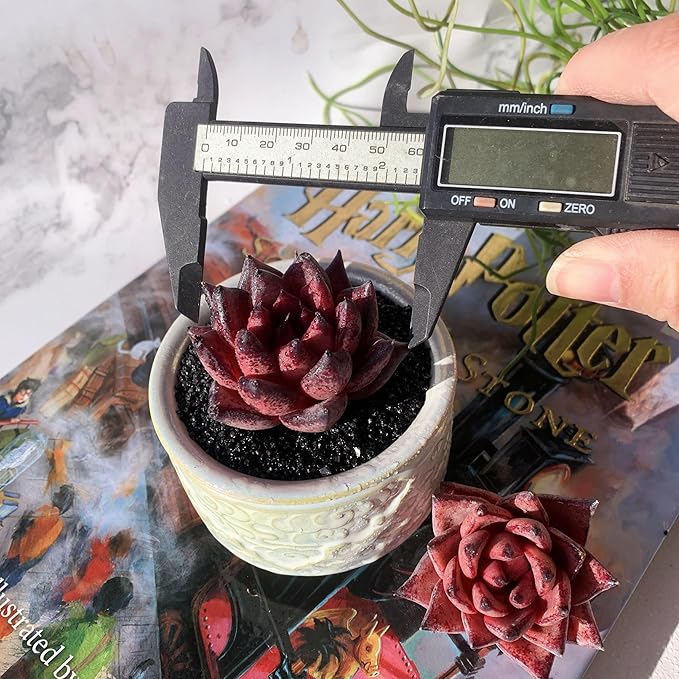 Echeveria Agavoides Romeo Rare Live Succulent Plants, 1 Head 2.5" Bare Root Without Pot & Soil, Garden Indoor Office Desk Baby Shower Decoration, Friend Plant Lovers Gifts