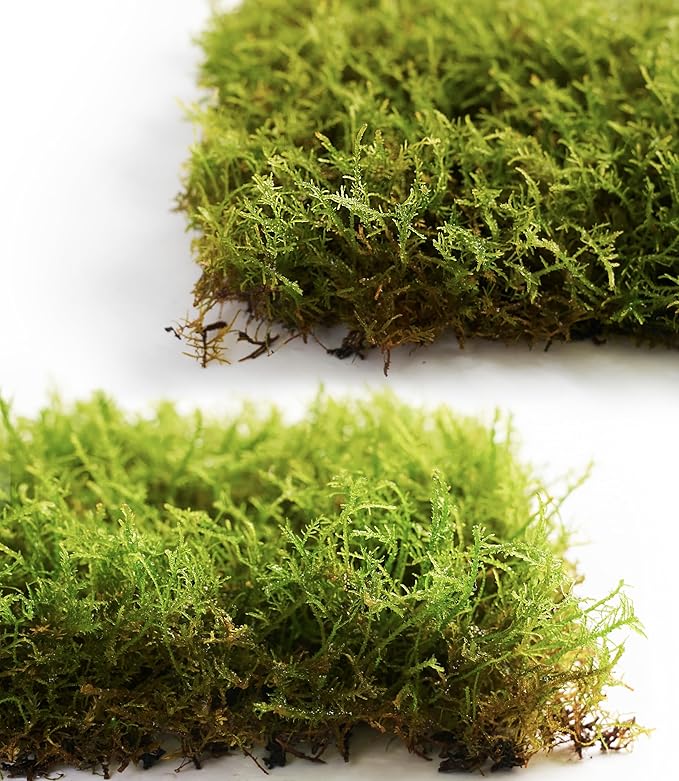 Live Moss – Thuidium Moss (3 Sheets, Each Approx. 3.5"x7") for Terrariums, Bonsai, Plant Decor & Natural Crafts – Naturally Grown, Reusable, Not Artificial