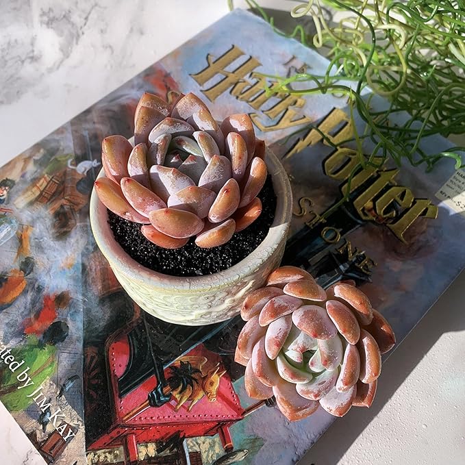 Echeveria Sang-A Rare Live Succulent Plants, 1 Head 2.2" Bare Root Without Pot & Soil, Garden Indoor Office Desk Baby Shower Decoration, Friend Plant Lovers Gifts