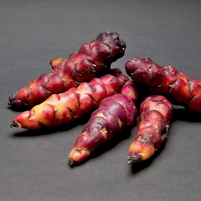 Easy to Grow Oxalis Triangularis Purple Shamrocks 20 Plant Bulbs - Dark Purple Foliage & Light Pink Flowers Indoor or Outdoor Zones 6-10