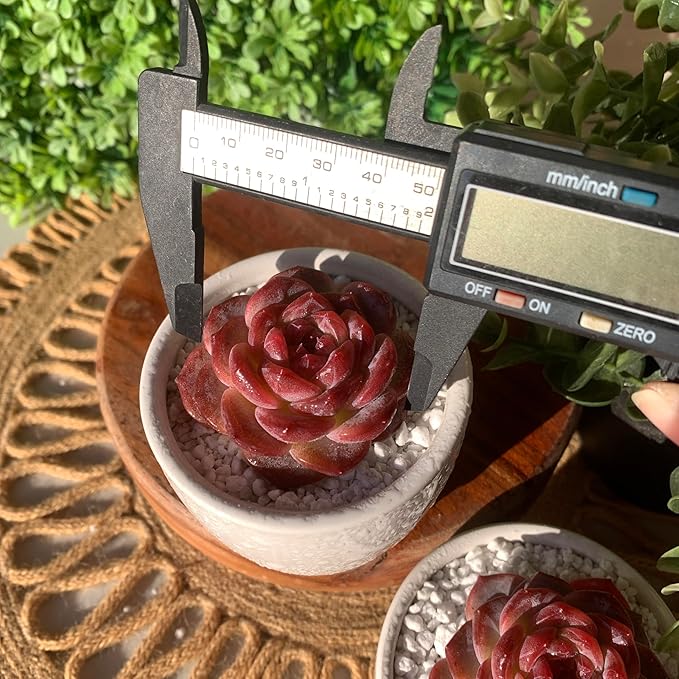 FWPP Live Succulents Plants Echeveria Snow Lotus 2 inches,Rare red Succulents Bare Root Without Pot Soil, Live Plants Indoor Office Decoration Wedding and Gift