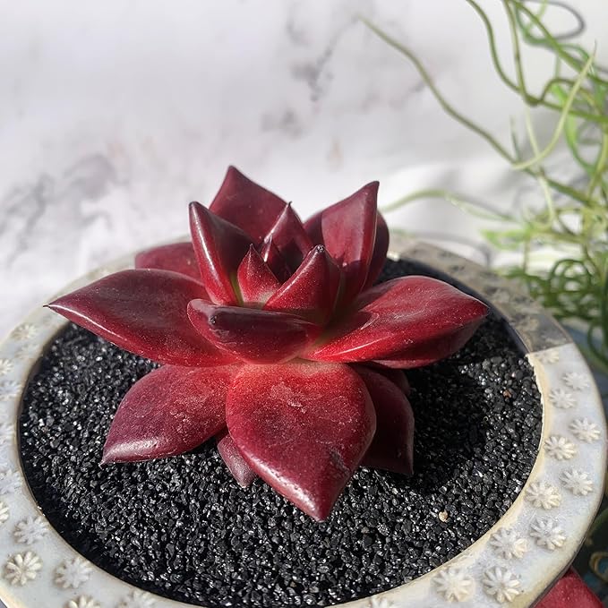Echeveria Agavoides v Romeo Rubin Big Rare Live Succulent Plants, 1 Head 2-2.5" Bare Root Without Pot & Soil, Garden Indoor Office Desk Baby Shower Decoration, Friend Plant Lovers Gifts