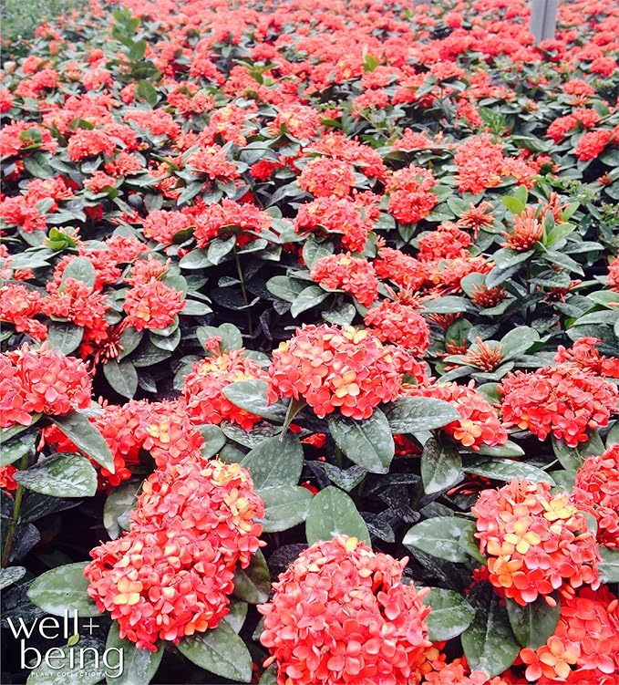 Nature's Way Farms Ixora Maui Red, Easy Care, Live Plant, Grow Outdoor, Full Sun Bright Light, Perfect for Plant Lovers & Beginners, in Grower Pot. (25-30 in. Tall)