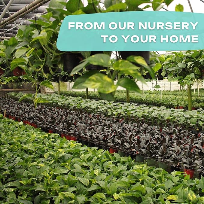 Calathea Plant Live in 4″ Grower’s Pot – Assorted Indoor House Plants, Easy Care Indoor Plants, Starter Plant for Beginners (4-Pack)