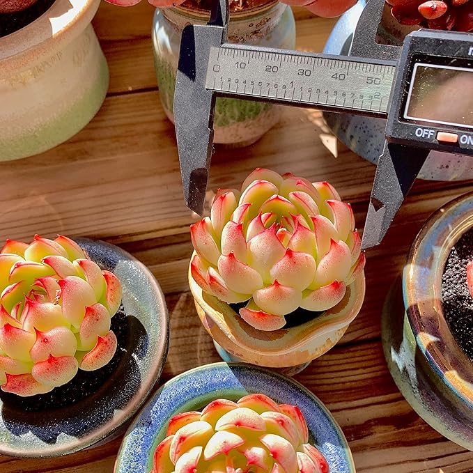 FWPP,Succulents Plants Live Echeveria Soul Fairy, Rare Pink 1 Head 2.5" Live Plant, Bare Root Without Pot Soil,Live Plants Indoor Wedding Party Baby Shower Decoration, Friend Plant Lovers Gifts