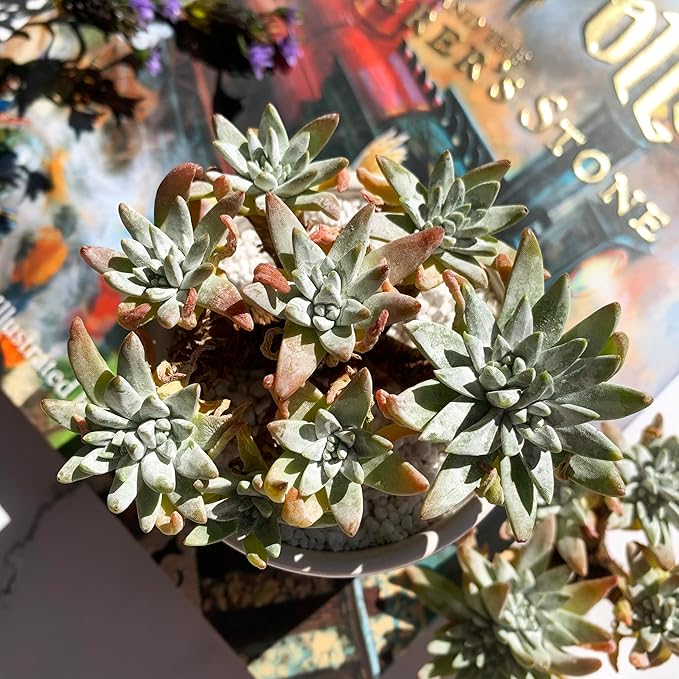 Dudleya Gnoma S.W.McCabe Rare Live Succulent Plants, 5-7 Heads 3.5" Bare Root Without Pot & Soil, Garden Indoor Office Desk Baby Shower Decoration, Friend Plant Lovers Gifts