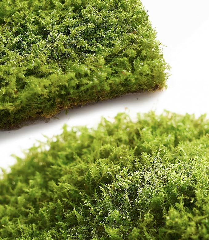 Live Moss – Eurohypnum Moss (3 Sheets, Each Approx. 3.5"x7") for Terrariums, Moss Gardens, Potted Plants & Natural Decor – Naturally Grown, Reusable, Not Artificial