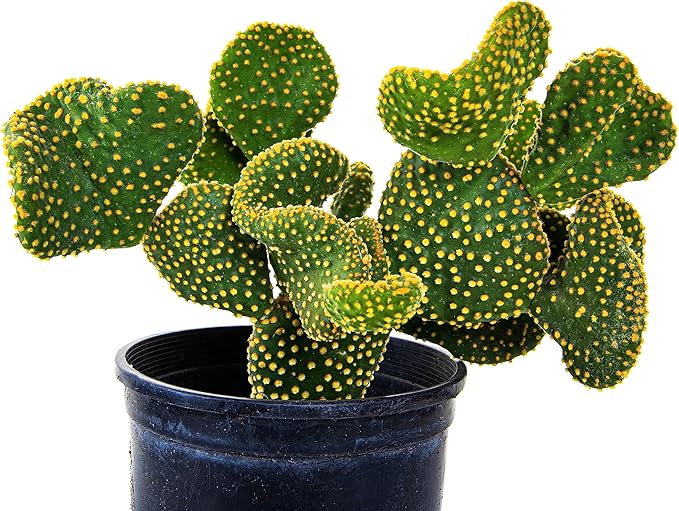 Cactus Outlet - Opuntia Microdasys Prickly Pear Cactus Plants Live - Live Cactus Plants - Opuntia Microdasys - Prickly Pear Plant Live - Landscape Ready Cactus Plants Live Delivered Right To Your Door