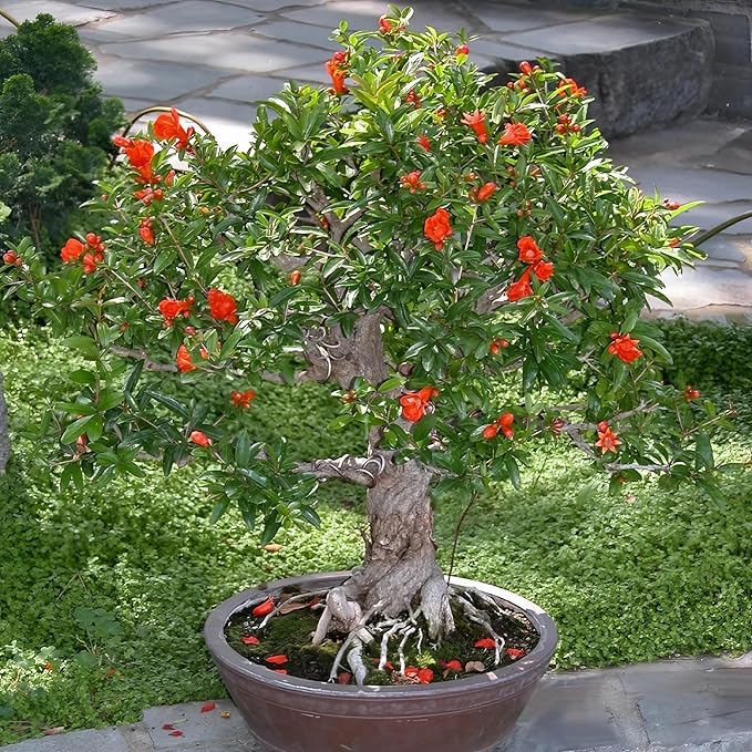 Live Dwarf Pomegranate Plant (Punica Granatum) - Compact, Ornamental Fruit Bearing Shrub, Indoor/Outdoor (2 pom-Dwarf sacs)