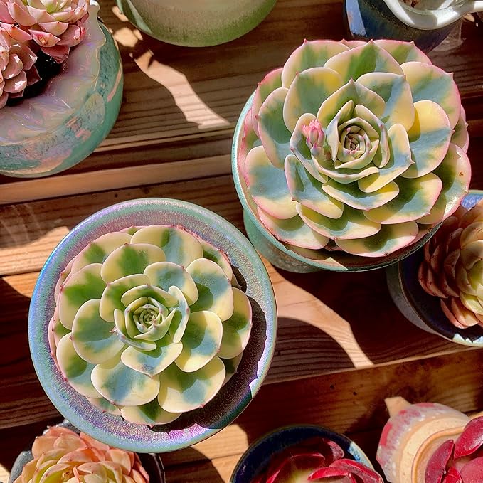 Echeveria Secunda VAR. Glauca Variegated Rare Live Succulent Plants, Green 1 Head 3.5" Live Plant, Package Without Pot & Soil, Garden Indoor Office Desk, Wedding Party Decoration, Friend Lovers Gifts