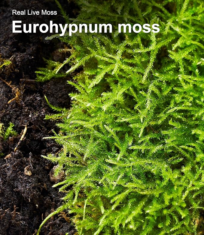 Live Moss Variety Pack – 3 Real Moss Types (Each 3.5"x7"), Decorative Moss for Terrariums, Bonsai, Fairy Gardens, and Plant Craft Projects – Reusable, Naturally Grown, Not Artificial