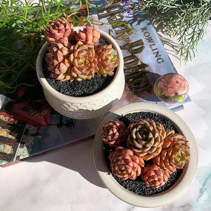 Echeveria Ben Badis Rare Live Succulent Plants, Cluster 3.5" Bare Root Without Pot & Soil, Garden Indoor Office Desk Baby Shower Decoration, Friend Plant Lovers Gifts