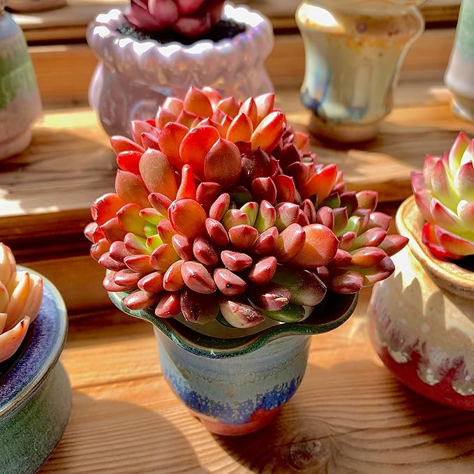 Echeveria Pink Rubby Rare Live Succulent Plants, Red Cluster 3.5" Live Plant, Package Without Pot & Soil, Garden Indoor Office Desk, Wedding Party Baby Shower Decoration, Friend Plant Lovers Gifts