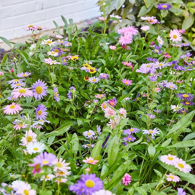 Modern Sprout Wildflower Seed Ball Poop - Non-GMO, Hand-Rolled Clay Seed Bombs with Wildflower Seeds - Plop Plant & Grow Gardening Gift Set for Kids & Adults - (Magical Plop - Pack of 3)