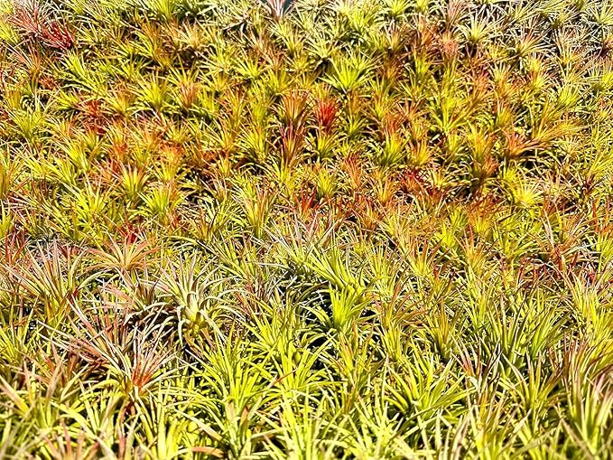 ragnaroc Air Plants - Tillandsia Ionantha Pack, Regular 1-3" - 5ct - Live Arrival Guaranteed - House Plants for Home Decor & Gift