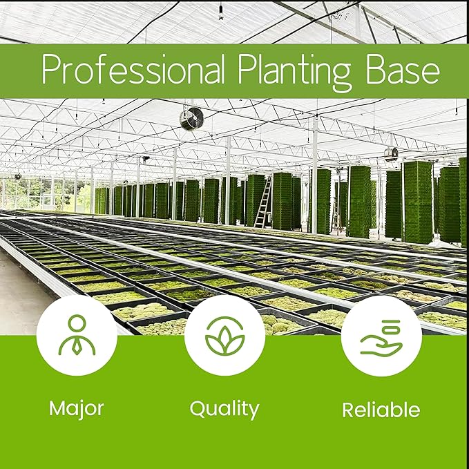 Live Moss – Hypnum Moss (3 Sheets, Each Approx. 3.5"x7") for Terrariums, Fairy Gardens, Bonsai & Natural Plant Decor – Naturally Grown, Reusable, Not Artificial