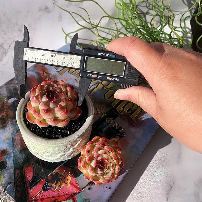 Echeveria Soul Fairy Rare Live Succulent Plants, 1 Head 2.5" Bare Root Without Pot & Soil, Garden Indoor Office Desk Baby Shower Decoration, Friend Plant Lovers Gifts