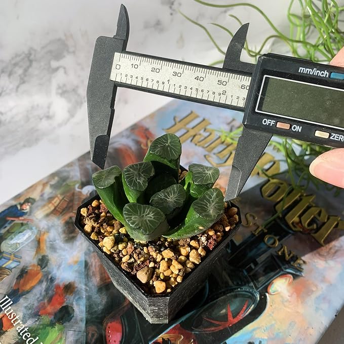 Haworthia Maughanii-Sacred Spring Rare Live Succulent Plants, 2.5" Bare Root Without Pot & Soil, Garden Indoor Office Desk Baby Shower Decoration, Friend Plant Lovers Gifts